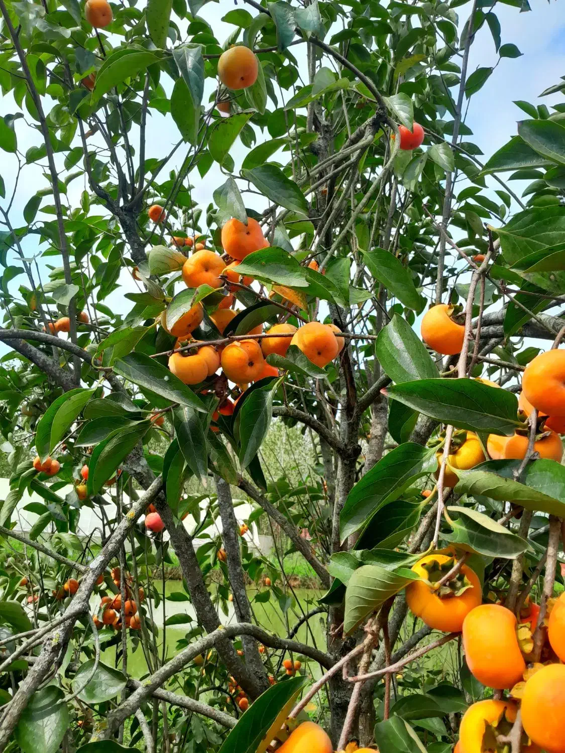 خرمالو تازه|خوردنی و آشامیدنی|رشت, سلیمانداراب|دیوار
