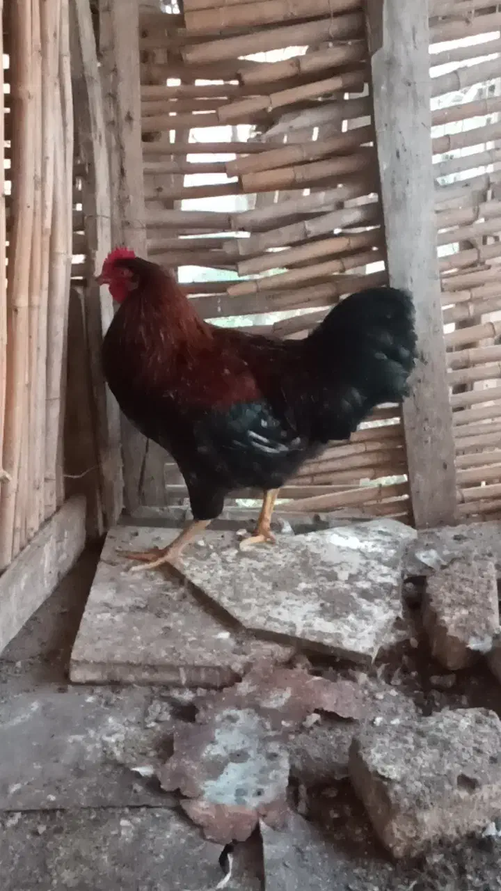 خروسمحلی|حیوانات مزرعه|بندر ترکمن, |دیوار