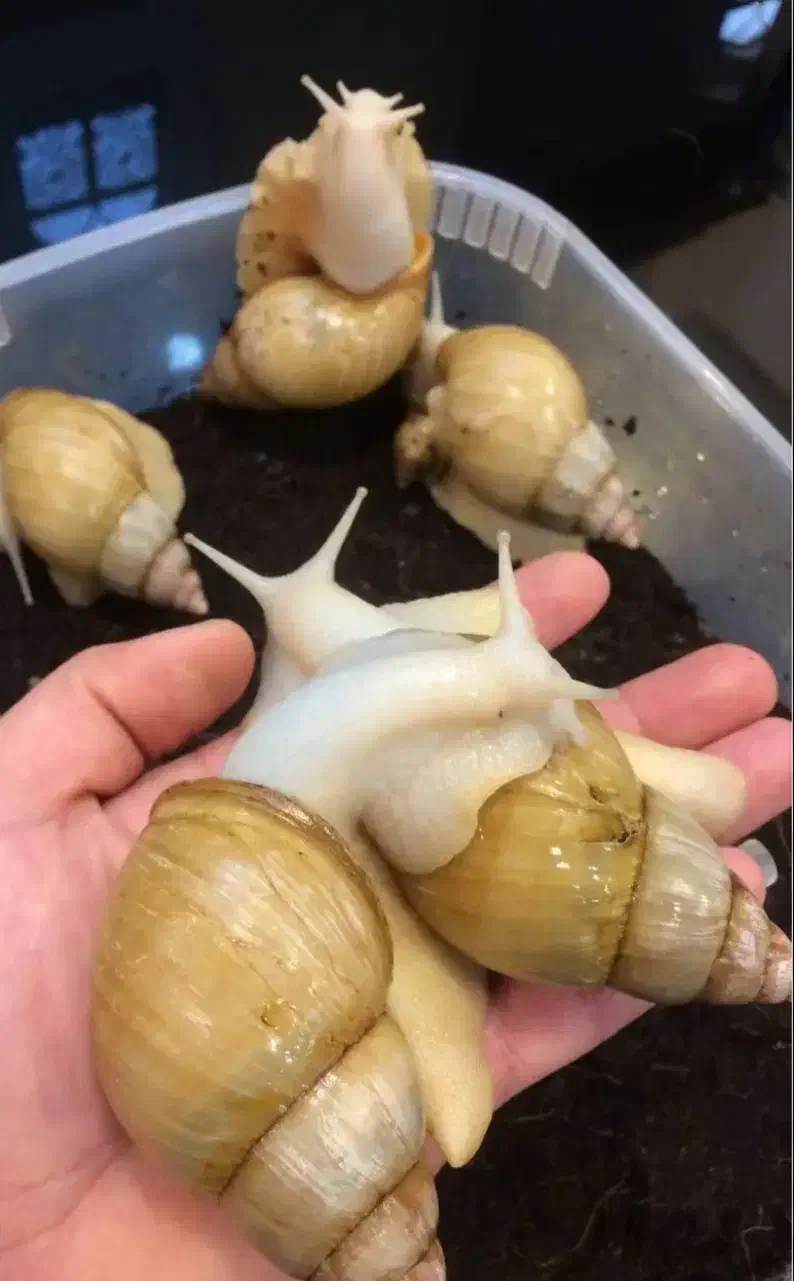 حلزون آلبینو|خزنده|سنندج, |دیوار