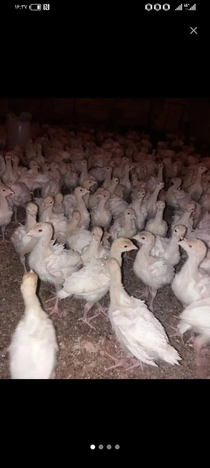 جوجه بوقلمون یک ماهه 380|حیوانات مزرعه|تربت‌حیدریه, ترمینال|دیوار