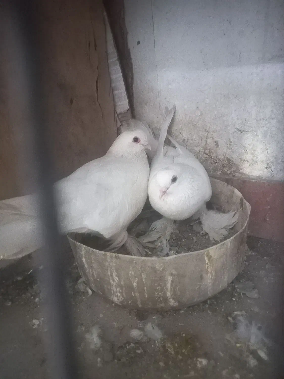 پرنده|پرنده|بستان آباد, |دیوار