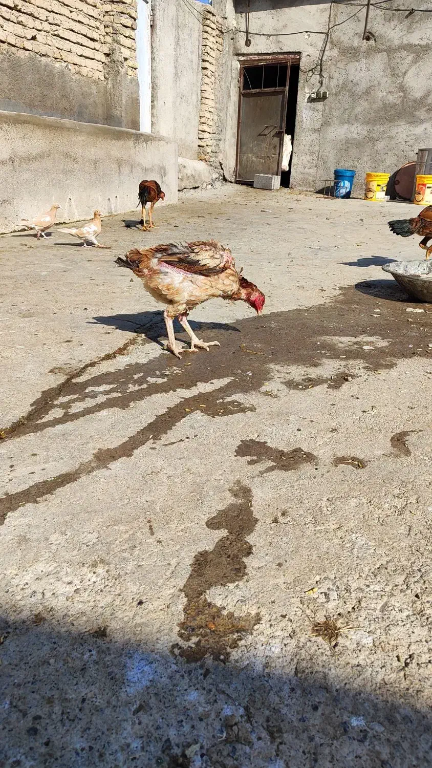 مرغ و خروس لاری|حیوانات مزرعه|میانه, |دیوار