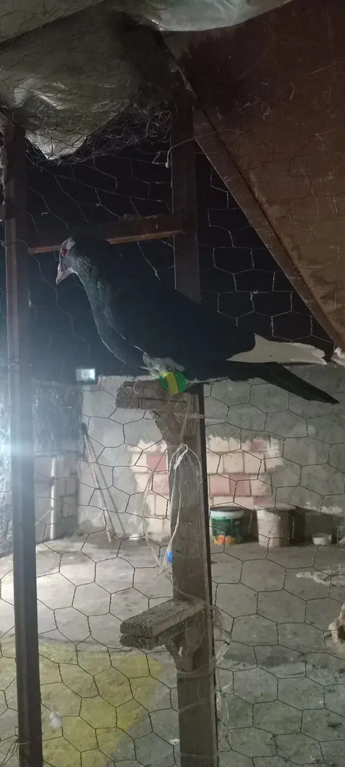 کفتر قره مینا کرمانی صید|پرنده|مشهد, شهرک شهید باهنر|دیوار