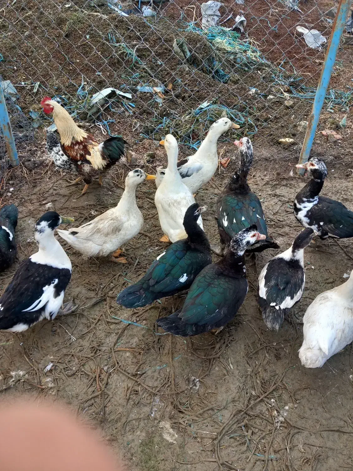 اردک اسرائیلی|حیوانات مزرعه|سرخنکلاته, |دیوار