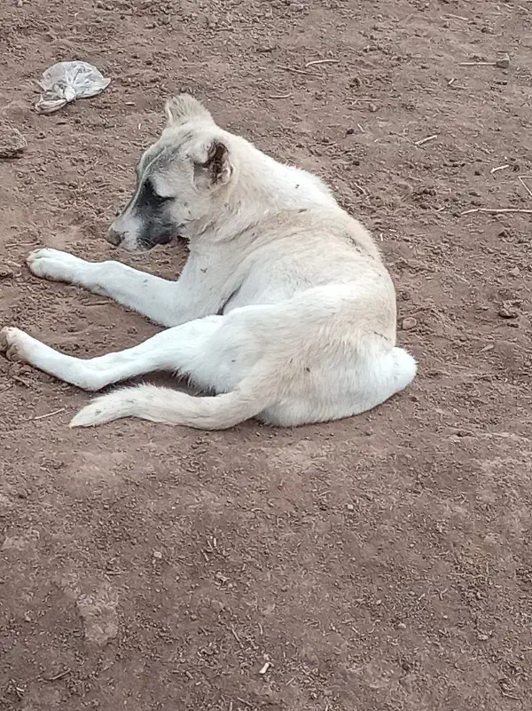 طوله سگ.|سگ|جوین, |دیوار