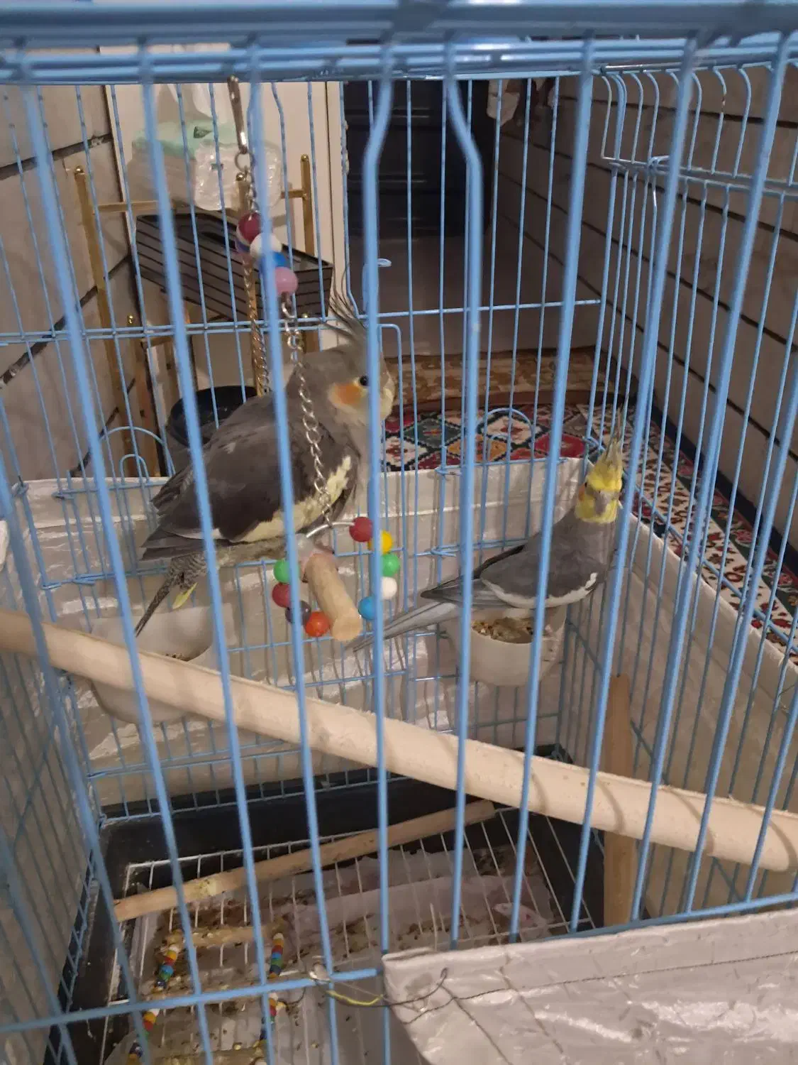 یه جفت عروس هلندی|پرنده|الوند, |دیوار