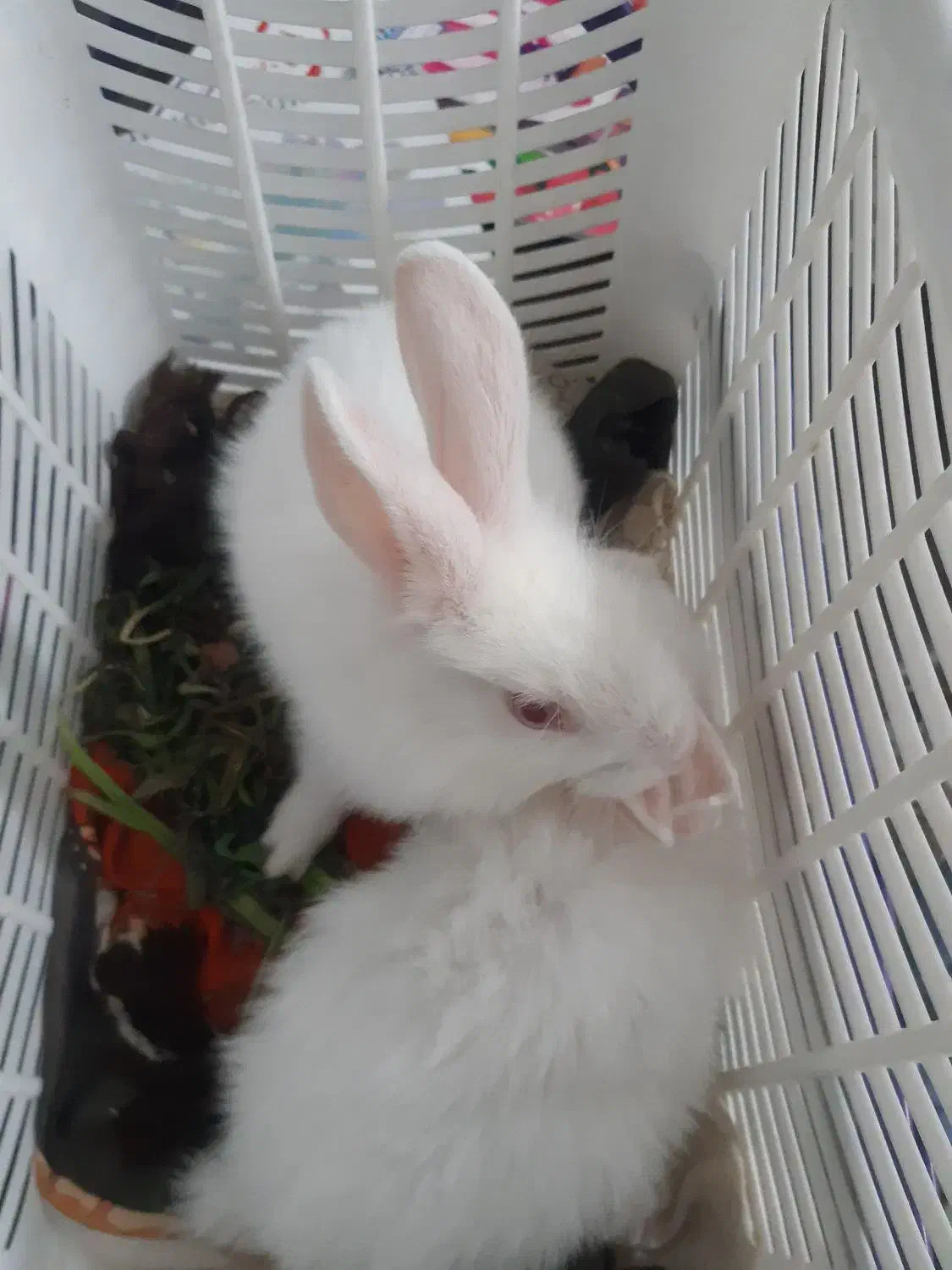 خرگوش سفید لوپی|موش و خرگوش|یزد, |دیوار