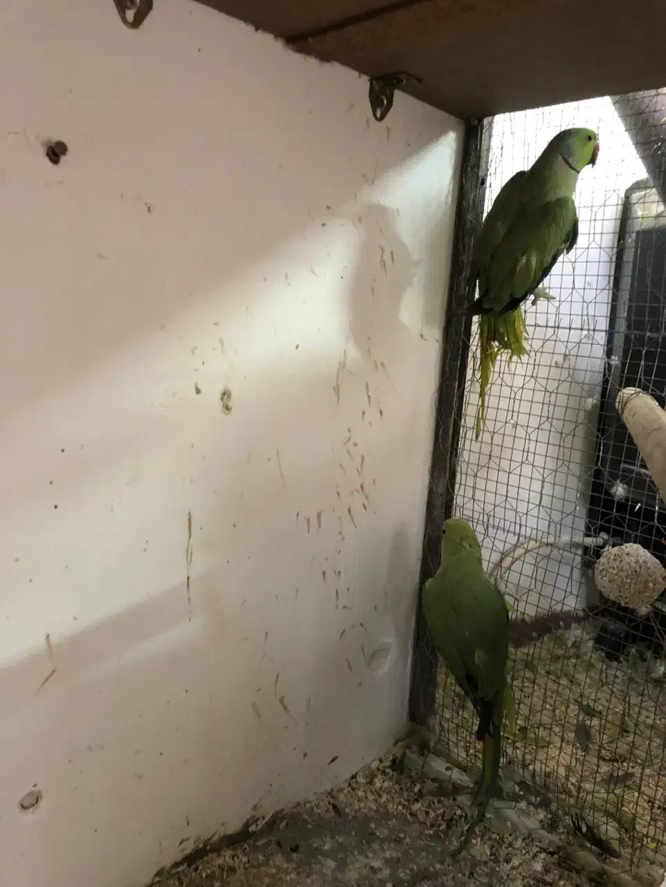 ملنگو هلندی|پرنده|مشهد, آبکوه|دیوار