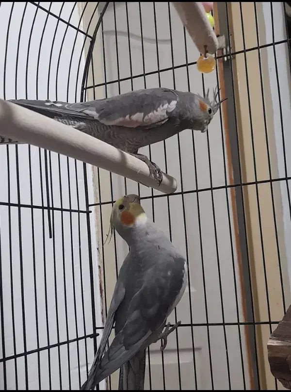 ۳تا عروس هلندی و یک طوطی دوتا قفس|پرنده|سیرجان, |دیوار