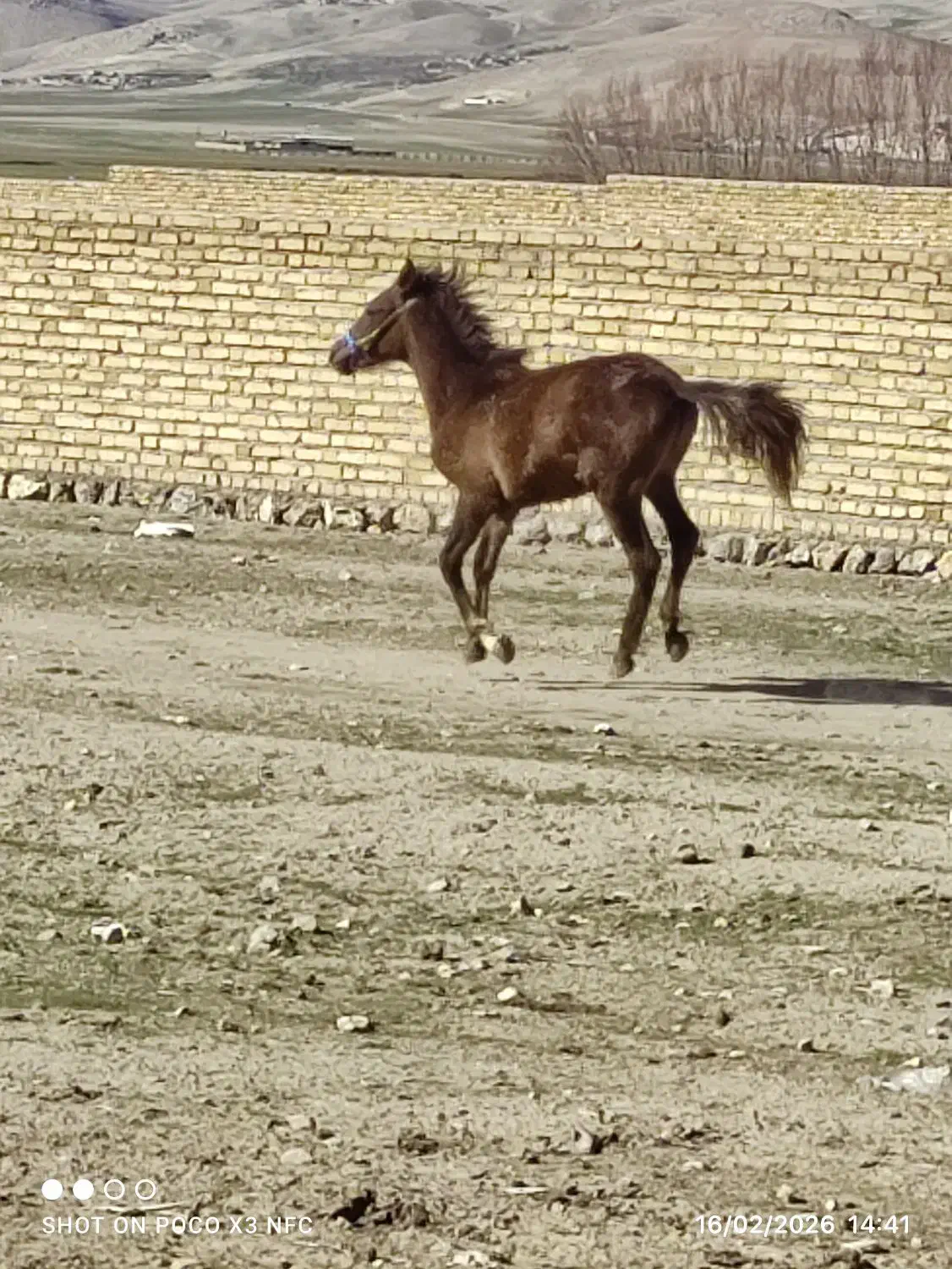 اسب|اسب و تجهیزات اسب‌سواری|خرم‌آباد, |دیوار