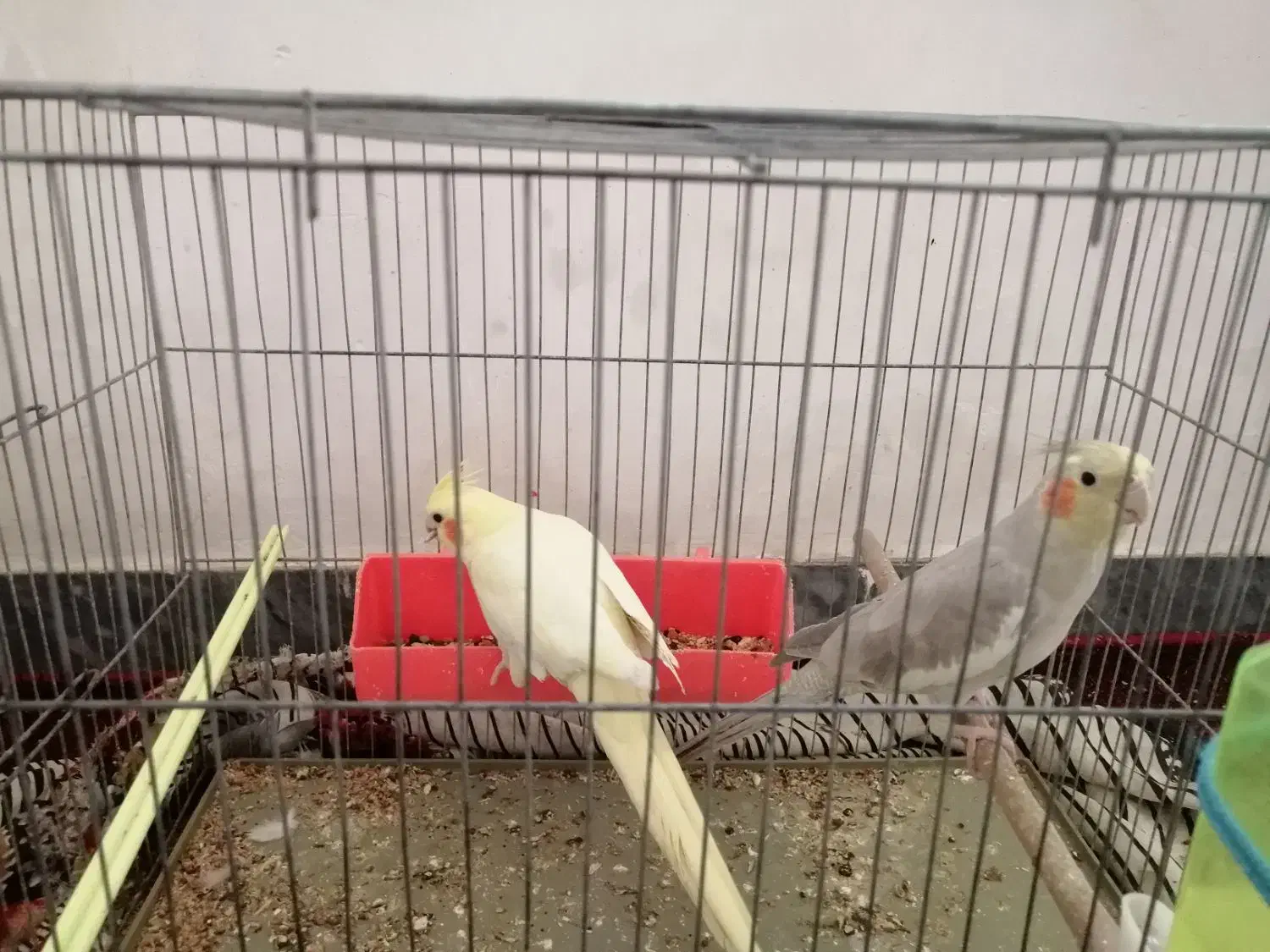 عروس هلندی همراه باقفس|پرنده|اهواز, منازل کارون|دیوار