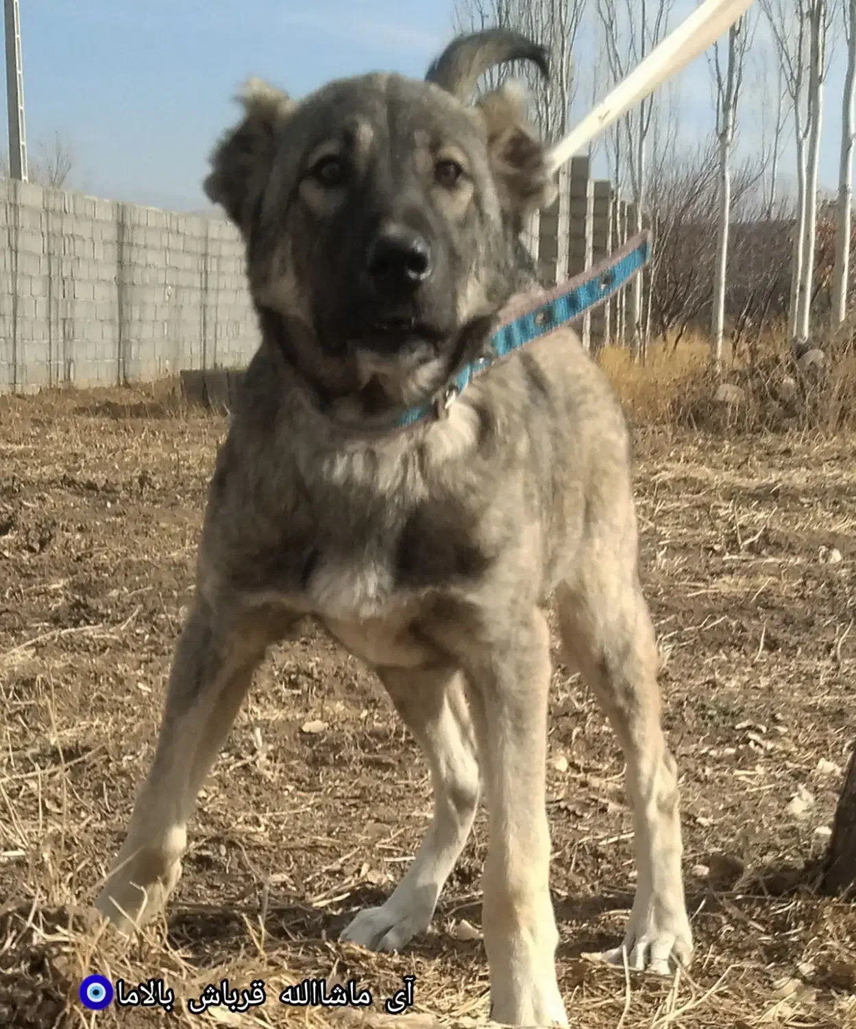 توله سرابی ناب|سگ|تبریز, |دیوار