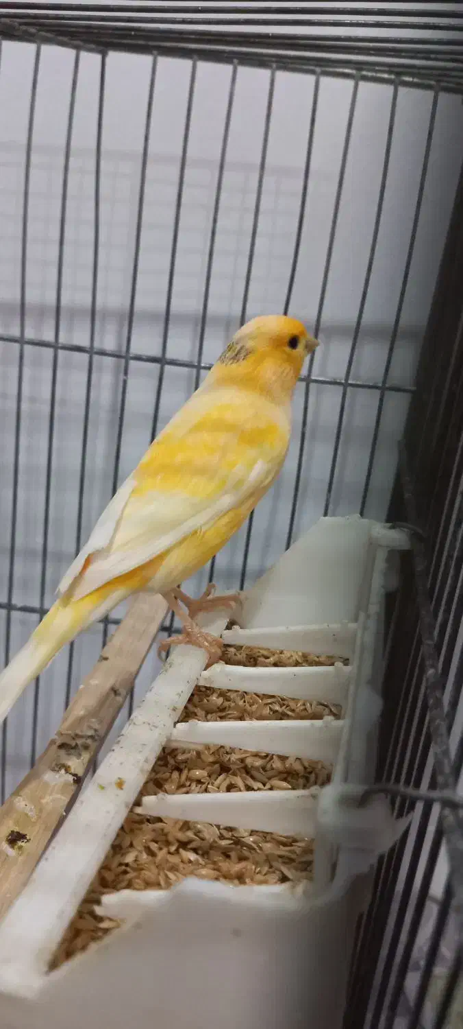 قناری|پرنده|هیر, |دیوار