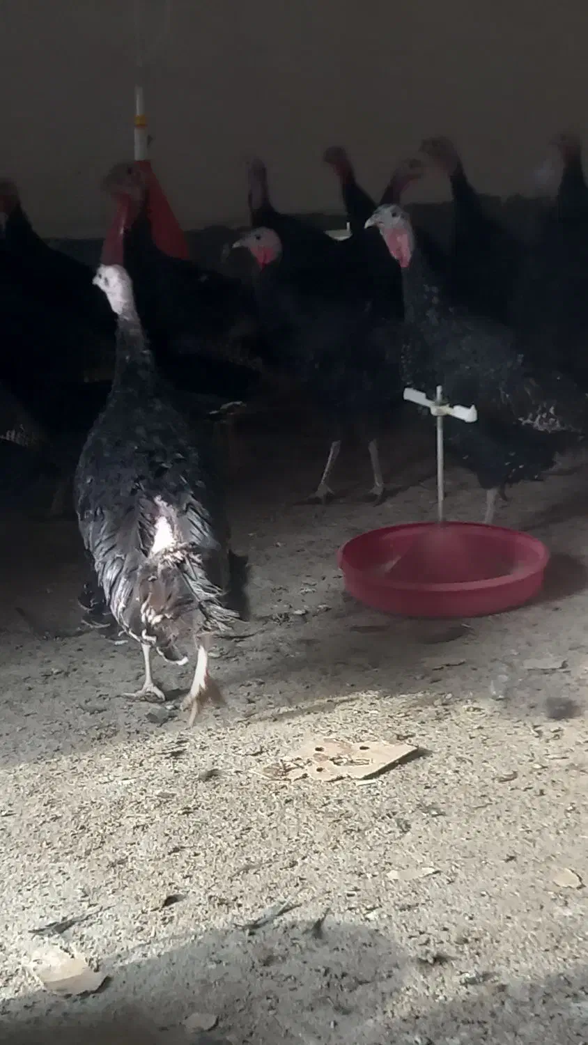 بوقلمون بالق به شرط|حیوانات مزرعه|مشهد, كنويست|دیوار