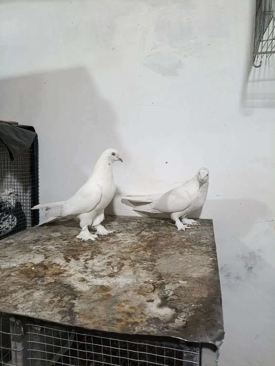 کبوتر سفید گلی|پرنده|شهرکرد, |دیوار