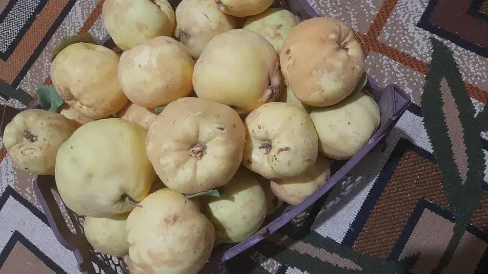 فروش میوه به|خوردنی و آشامیدنی|پادنا, |دیوار