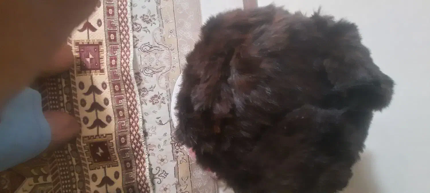 کلاه‌روسی|لباس|تهران, دکتر هوشیار|دیوار