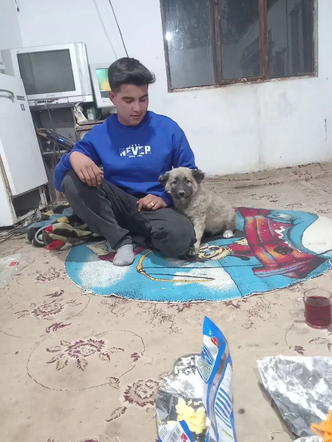 یک عدد توله قدرجونی سرو کله دار|سگ|برخوار, |دیوار