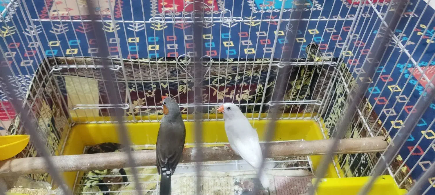 دو عدد فنچ|پرنده|کرمان, |دیوار