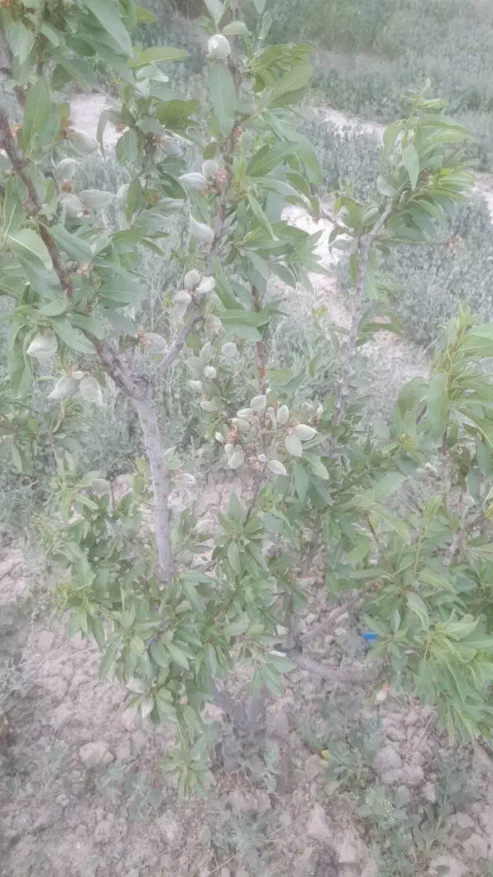 باغ در شهر وایقان ، شبستر|فروش خانه و ویلا|شبستر, |دیوار