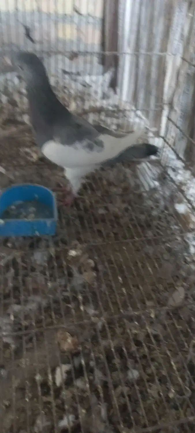 یهودی کبود نر|پرنده|قزوین, |دیوار