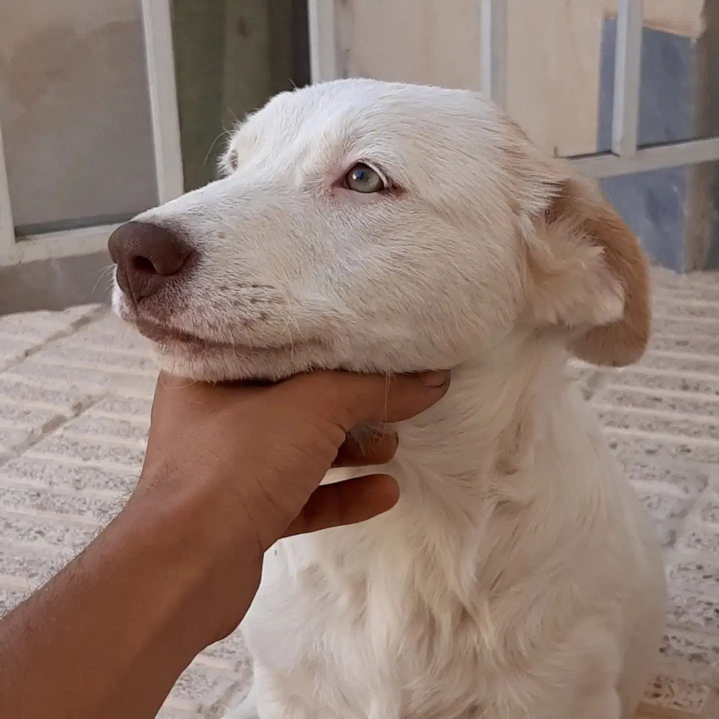 سگ پاکوتاه|سگ|شاهرود, |دیوار