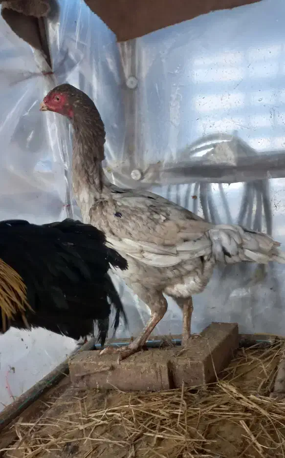 مرغ لاری|حیوانات مزرعه|رشت, فرزانه|دیوار