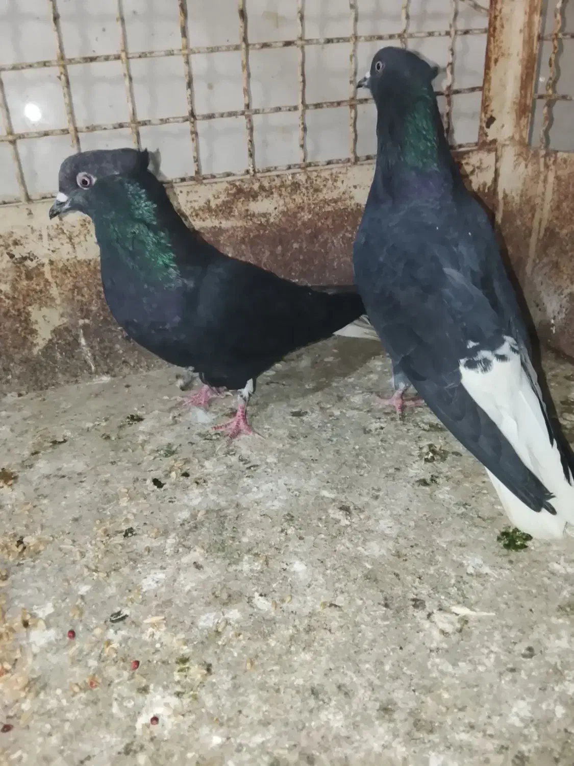 ادرس الوند|پرنده|الوند, |دیوار