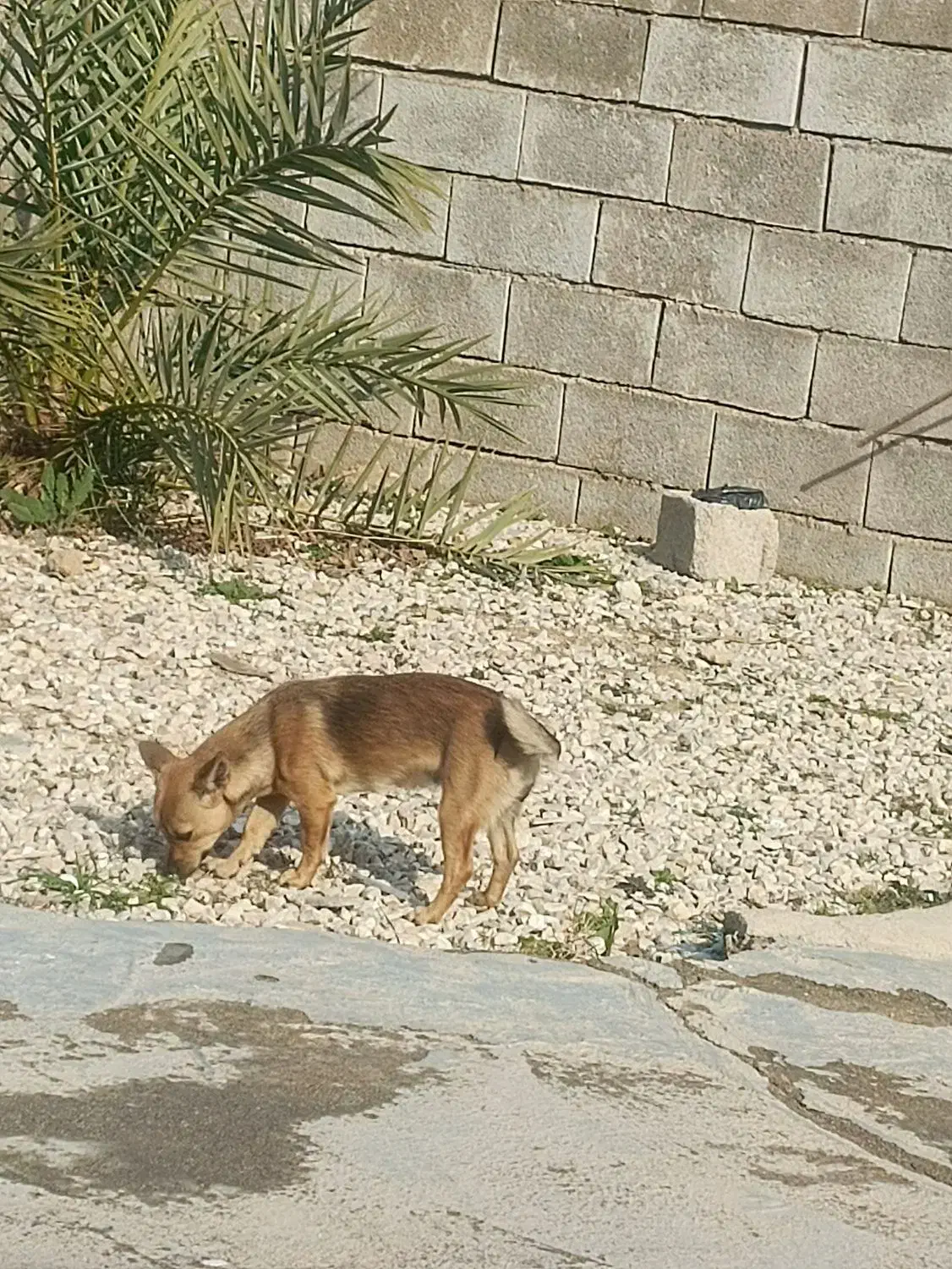 سگ گم شده|سگ|دهدشت, |دیوار