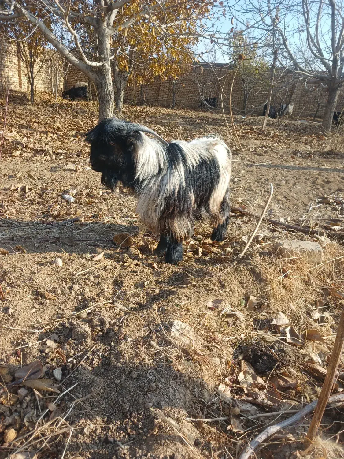 بزغاله|حیوانات مزرعه|لنجان, |دیوار