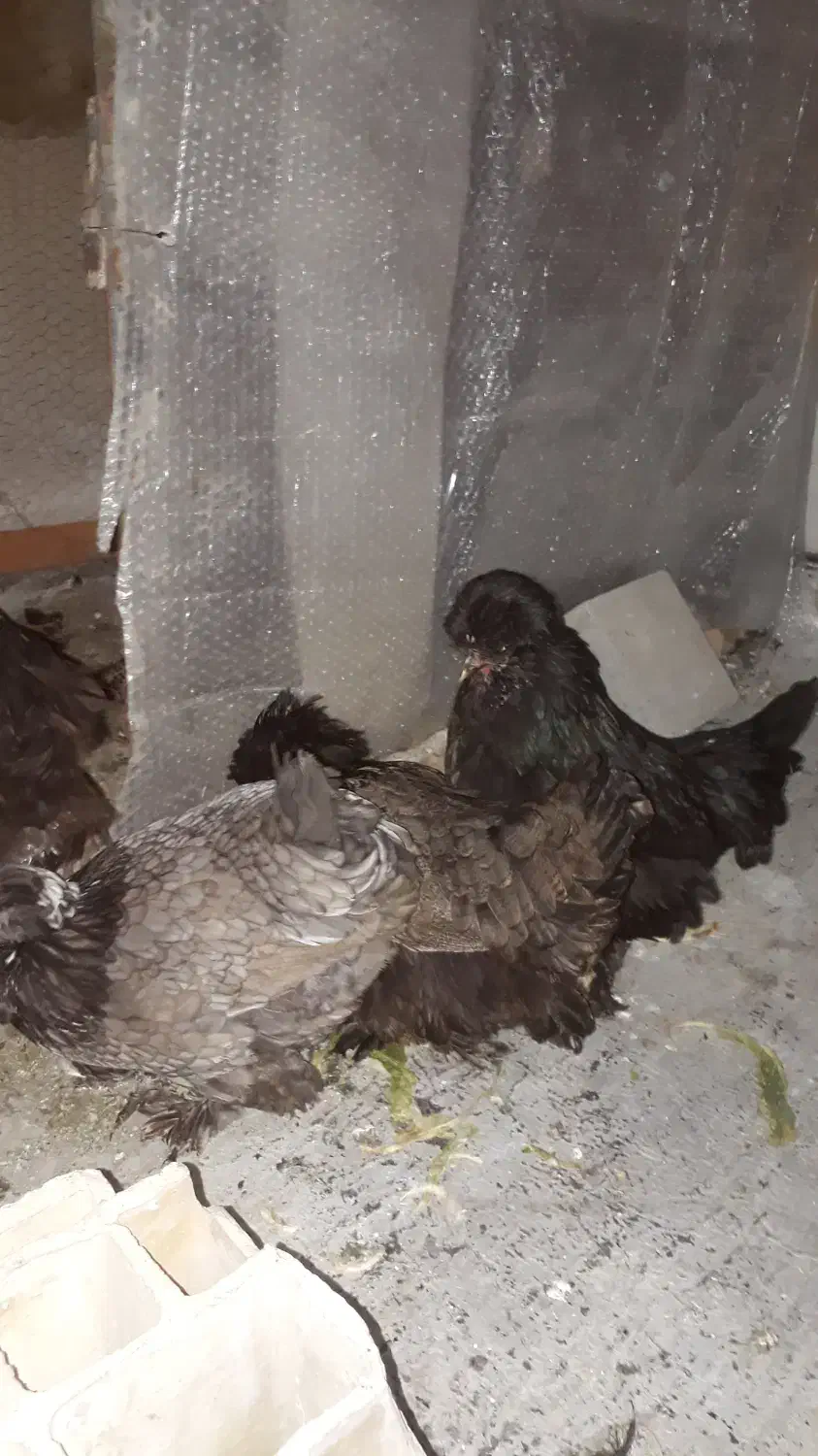 فروش مرغ سلطان|حیوانات مزرعه|اندیشه, اندیشه فاز ۵|دیوار