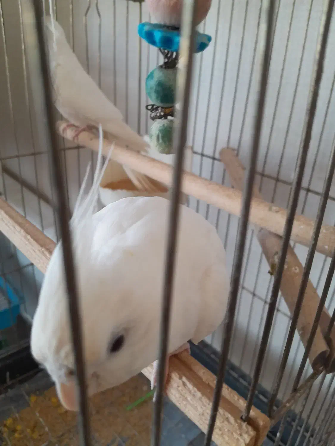 عروس هلندی البینو|پرنده|نوشهر, |دیوار