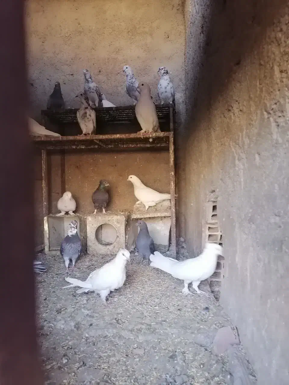 کبوتر یزدی و پلاکی و تهرانی|پرنده|حمیدیا, |دیوار