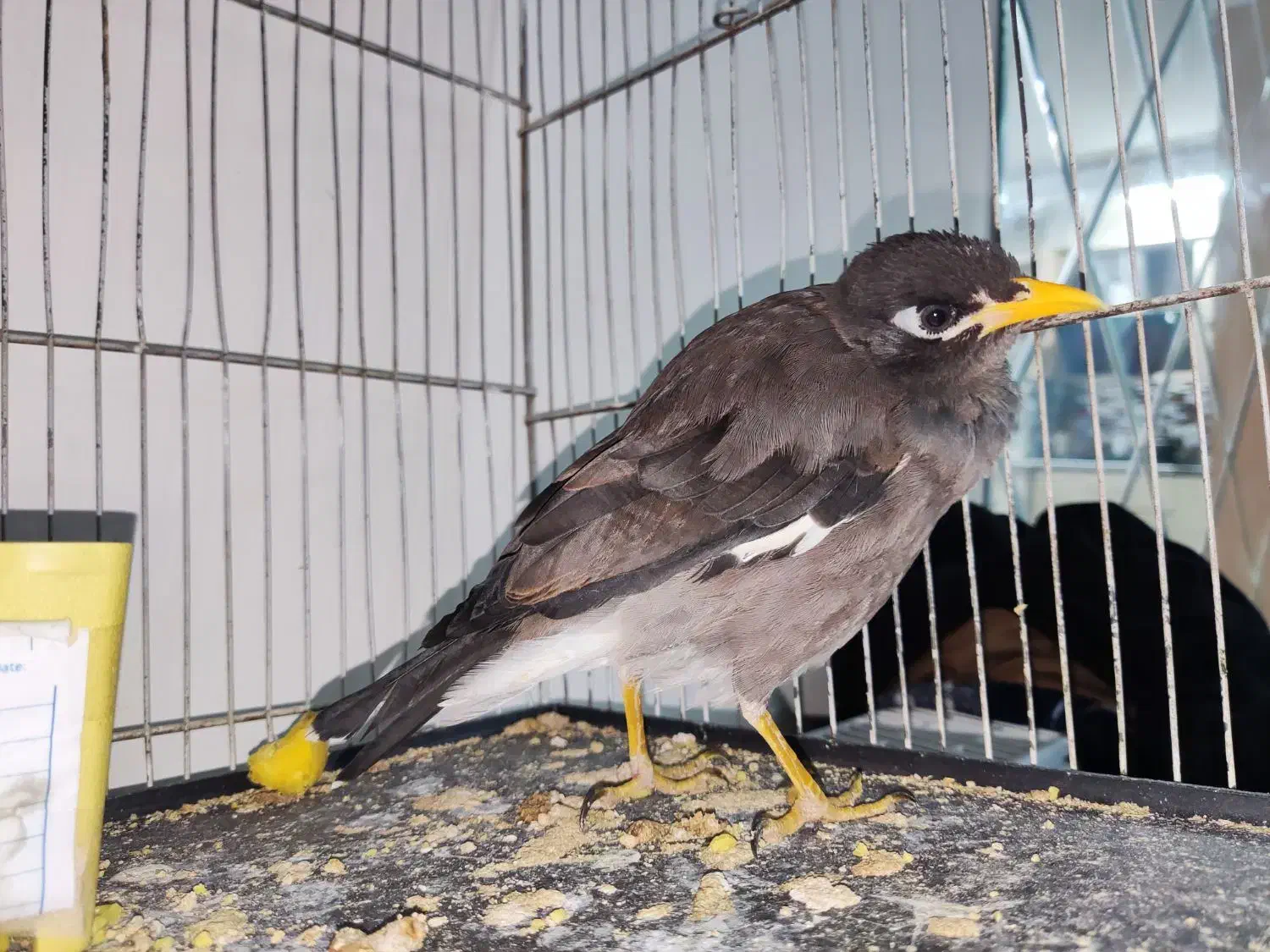 مینا نر فروشی|پرنده|فردیس, شهرک ارم|دیوار