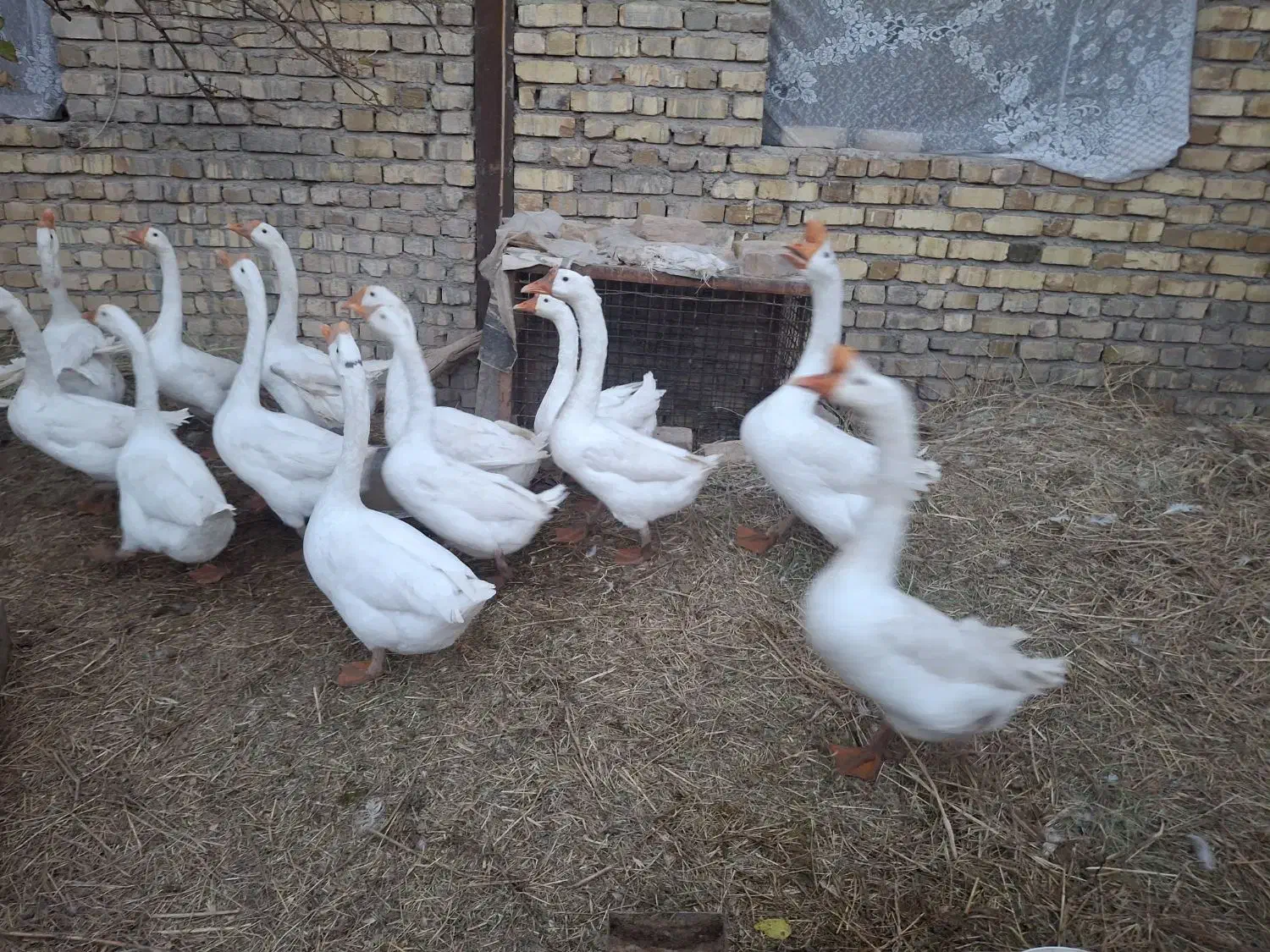 هشترخانی|حیوانات مزرعه|قزوین, |دیوار