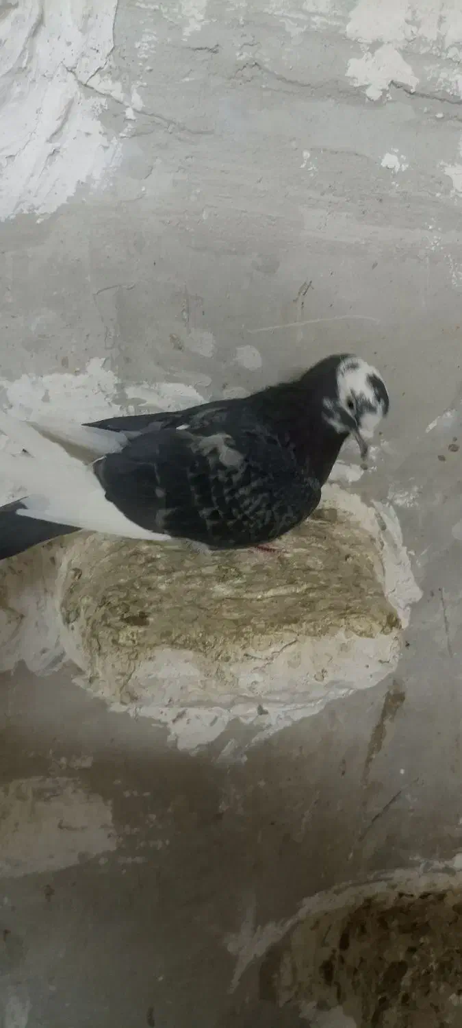 دوعدد کفتر|پرنده|نسیم‌شهر, |دیوار