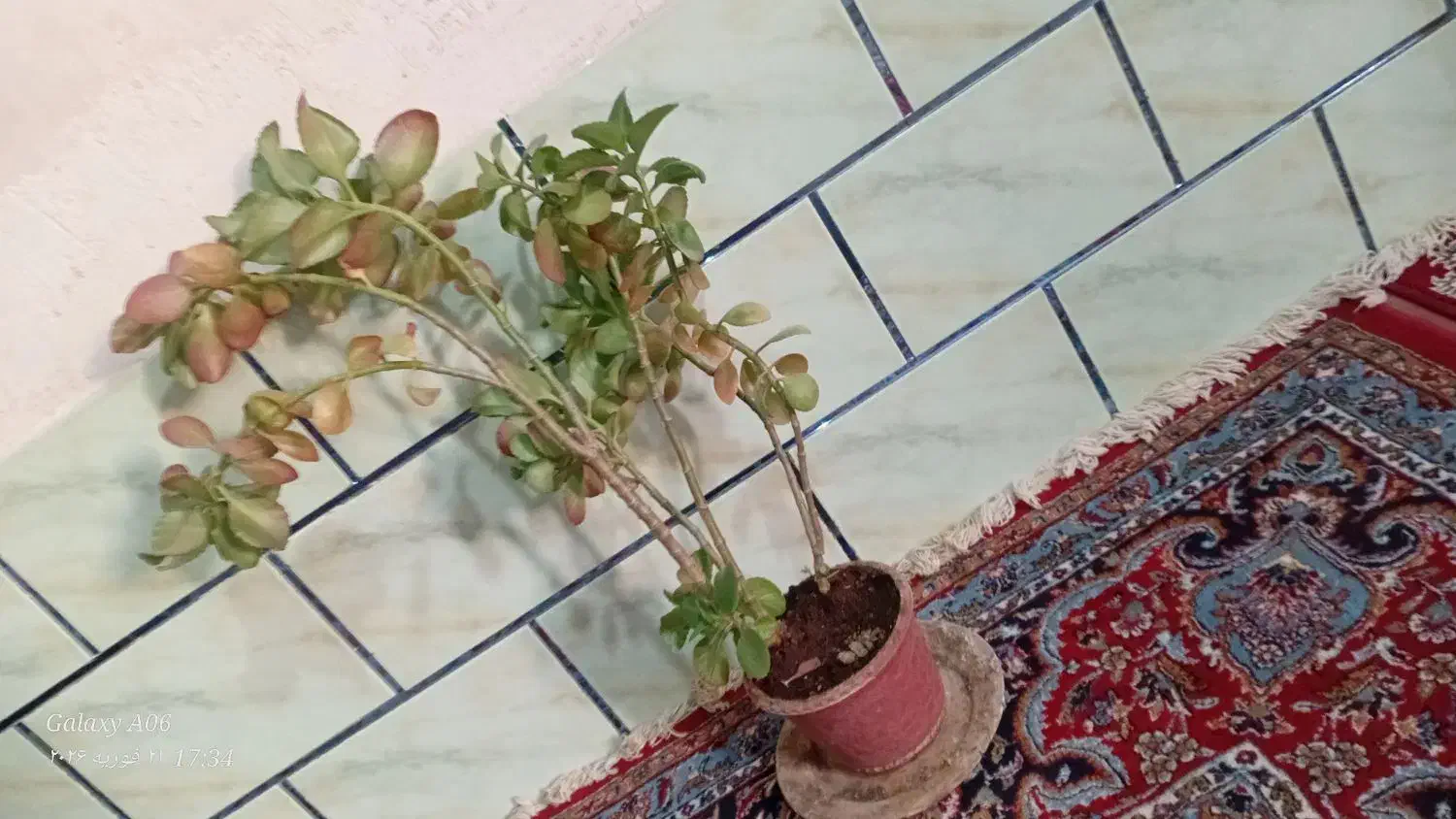 گل وگیاه|گل و گیاه طبیعی|ششده و قره بلاغ, |دیوار