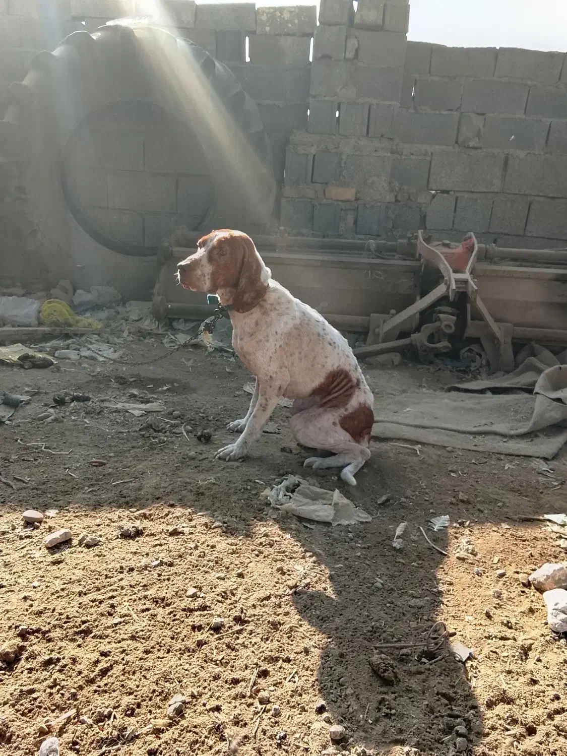 پوینتر|سگ|فرح آباد, |دیوار