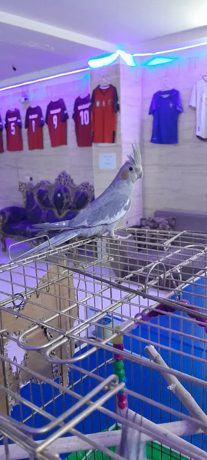 عروس هلندی خوشگل|پرنده|رباط‌کریم, نصیرشهر|دیوار