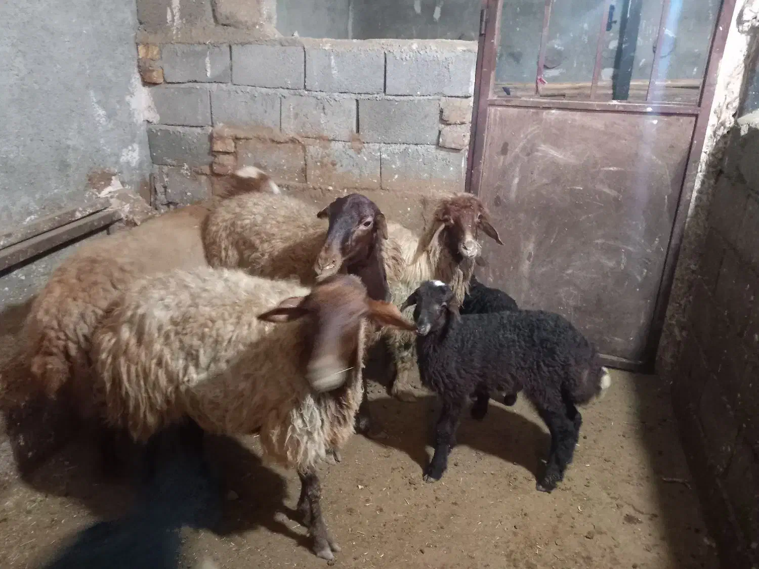 میش،یا گوسفند بره دار|حیوانات مزرعه|سنندج, |دیوار