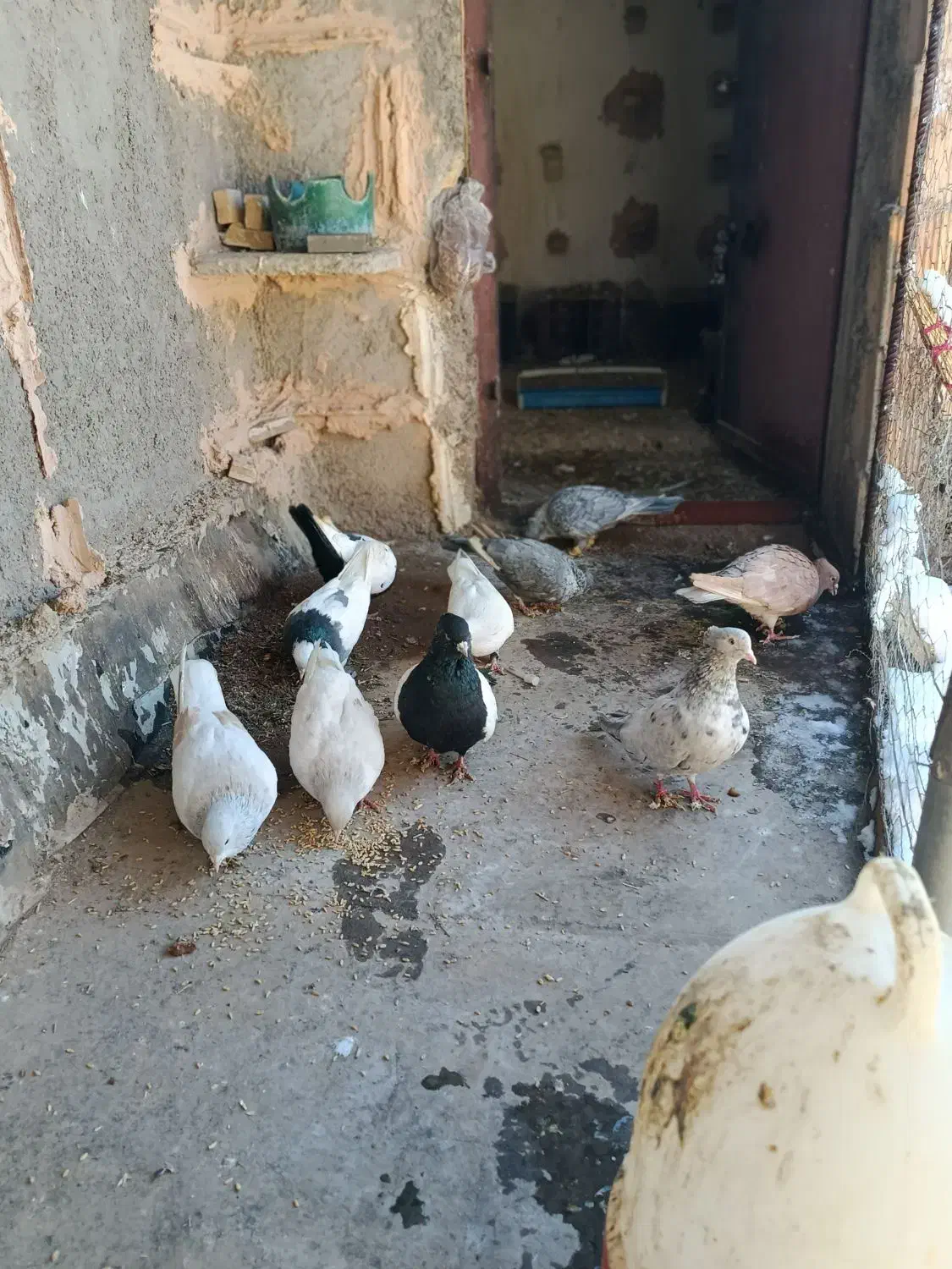 پرنده|پرنده|اسفراین, |دیوار