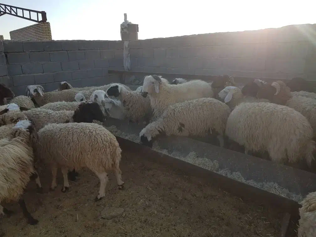 فروش ۵۰ راس بره چاق ۳۰ تا ۴۵کیلوگرم|حیوانات مزرعه|سیرجان, |دیوار