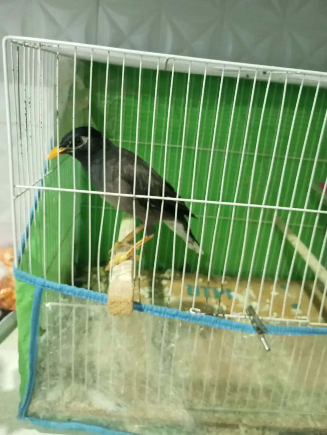 مینا|پرنده|مشهد, علی آباد|دیوار