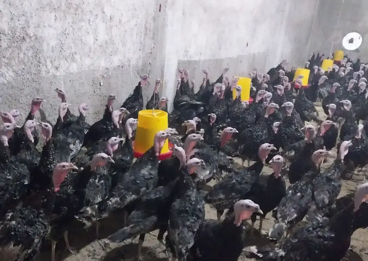 بوقلمون برنز تمام نر جهت پرورش|حیوانات مزرعه|قم, زینبیه|دیوار