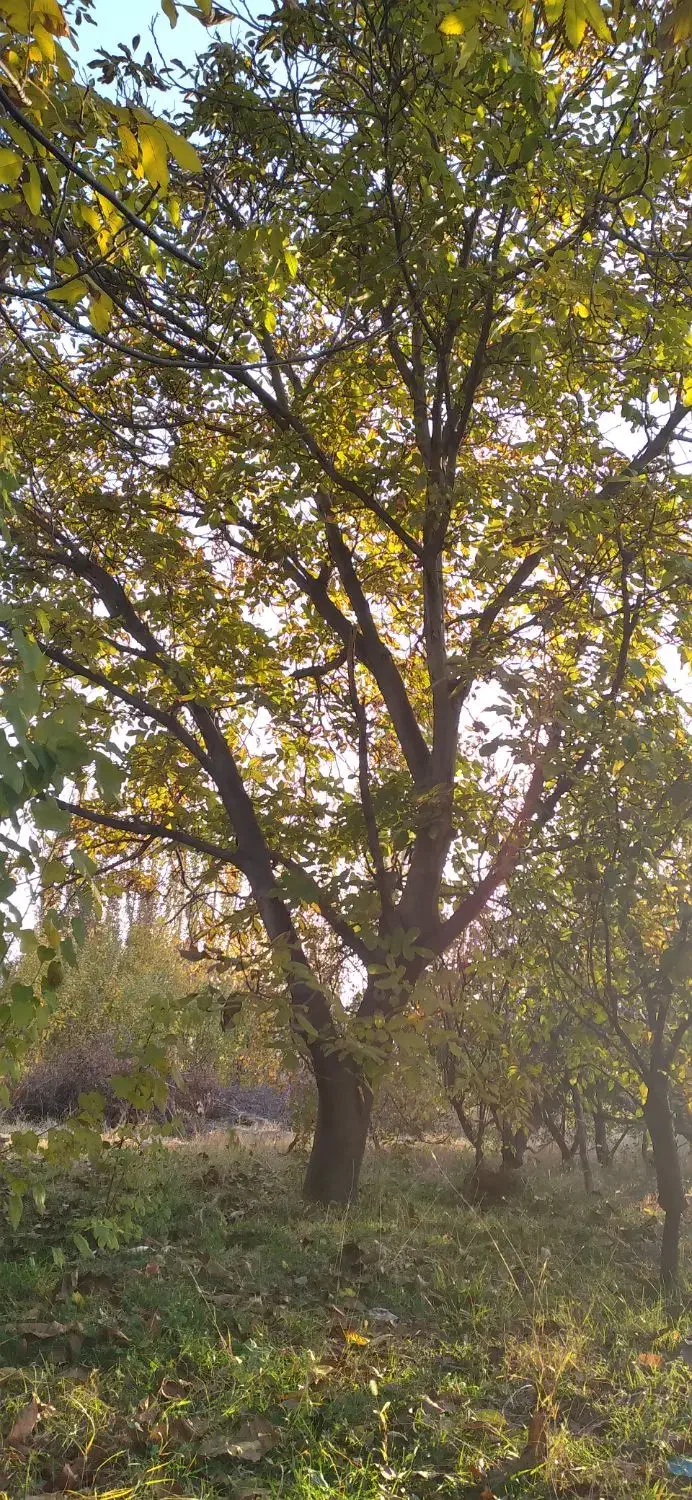 درخت گردو|خدمات باغبانی و درختکاری|یامچی, |دیوار