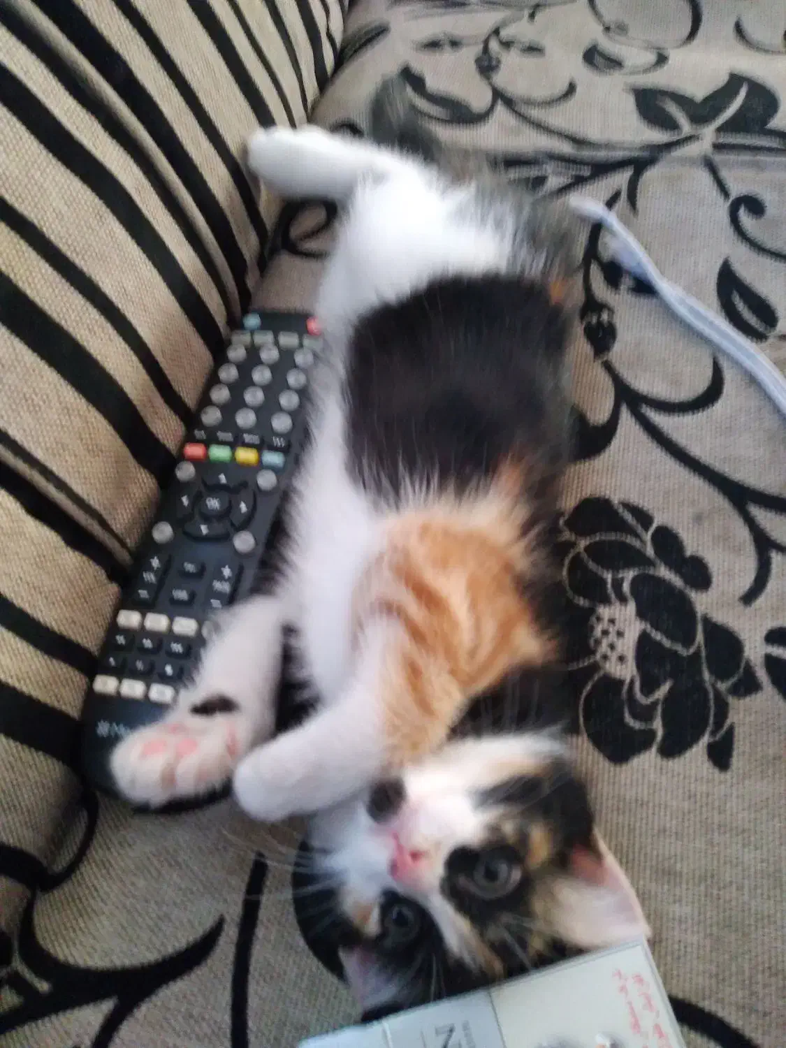 گربه گمشده|گربه|مراغه, |دیوار