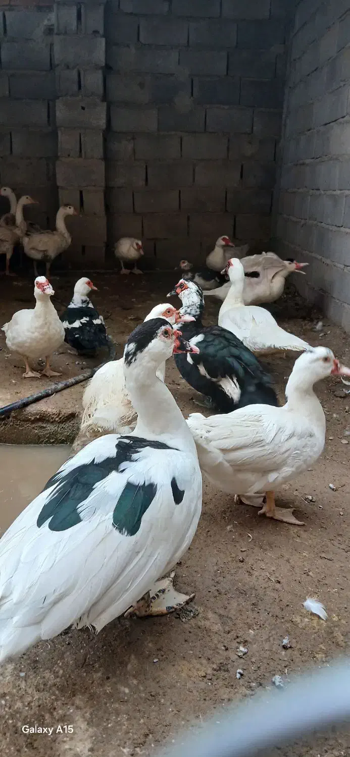 قوغاز چینی و غاز و اردک اسراییلی|حیوانات مزرعه|آزادشهر, |دیوار