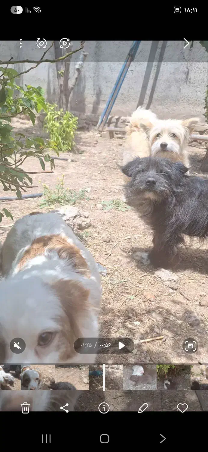 فروش چند قلاده سگ پا کوتاه|سگ|دشتابی, |دیوار