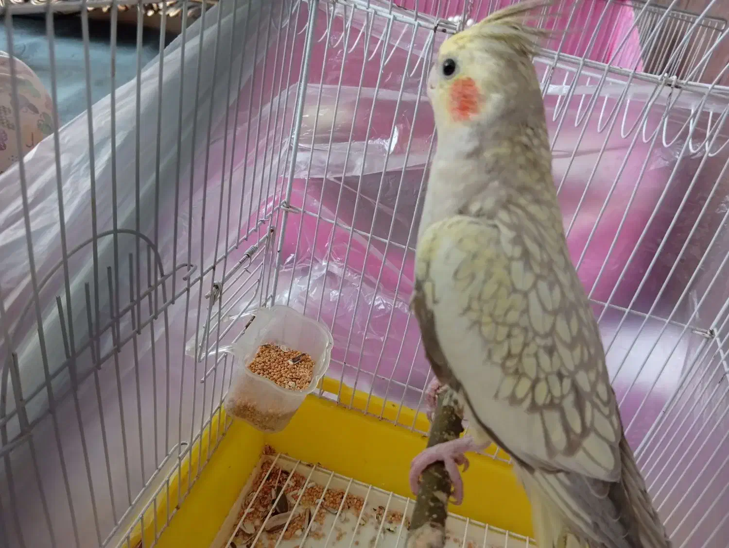 عروس هلندی|پرنده|الوند, |دیوار