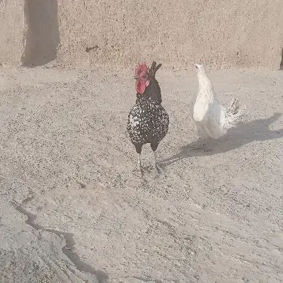 مرغ|حیوانات مزرعه|زهک, |دیوار